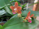 Doritaenopsis Gismo (2-3 Rispen)