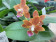Doritaenopsis Gismo (2-3 Rispen)