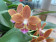 Doritaenopsis Gismo (2-3 Rispen)