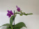 Phalaenopsis Dora Blue (1 Rispenansatz)
