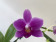 Phalaenopsis Dora Blue (1 Rispenansatz)