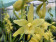 Cymbidium Banana 'Yellow'