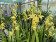 Cymbidium Banana 'Yellow'