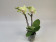 Phalaenopsis Easter Egg (2 Rispen)