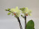 Phalaenopsis Easter Egg (2 Rispen)
