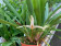Maxillaria bolivarensis