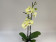 Phalaenopsis Leopard 'Kizz' (2 Rispen)