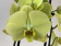 Phalanopsis Limoncello (2 Rispen)