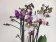 Phalaenopsis Twins (4-5 Rispen)