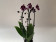 Phalaenopsis New Pearl (2 Rispen)