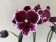 Phalaenopsis New Pearl (2 Rispen)