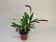 Bulbophyllum falcatum-Sparset (3-4 Stiele) 