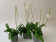 Doritis pulcherrima 'alba'-Sparset (3-4 Rispen)