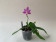 Phalaenopsis violacea 'Mentawai' (Jgpfl.)