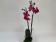 Phalaenopsis Parvarotti 'Peloric' (2 Rispen)