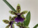Zygopetalum Oxygen Oblivion 