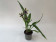 Zygopetalum Oxygen Oblivion 
