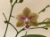 Phalaenopsis Cousteau (2 Rispen)