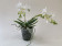 Phalaenopsis Manta Penida 'alba' (2 Rispen)