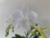 Phalaenopsis Manta Penida 'alba' (2 Rispen)