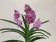 Vanda Raspberry Spots (in Blüte/Knospe)
