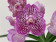 Vanda Raspberry Spots (in Blüte/Knospe)
