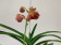 Vanda Blood Orange (in Knospe/Blüte)