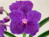 Vanda Blue Stick