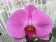Phalaenopsis Big Singolo 'Purple' (1 Blüte, inkl. Übertopf)