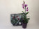 Dendrobium "Orchidshopper"