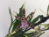 Brassia Verona (Jgpfl.)