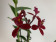 Epidendrum Ballerina 'Red' (1-2 Rispen)