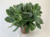 Kalanchoe Debora