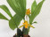 Lycaste consobrina