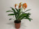 Masdevallia ignea x Amazone 'Dracona' (2-3 Stiele)