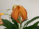 Masdevallia ignea x Amazone 'Dracona' (2-3 Stiele)