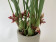 Maxillaria tenuifolia 