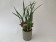 Maxillaria tenuifolia 