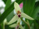 Maxillaria marginata