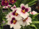 Miltoniopsis Hybride (2 Rispen)