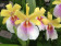 Miltonia Sunset Hybride 2