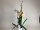 Odontocidium Tiger Tail (2 Rispen)