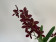 Odontoglossum Purple Sky (2 Rispen)