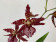 Odontoglossum Violetta von Holm (1 Rispe)