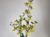 Oncidium Honey Bee (1 Rispe)