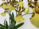 Oncidium Honey Bee (2 Rispen)