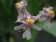 Oncidium ornithorhynchum 3