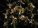 Oncidium phymatochilum