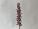 Anacamptis sancta (blühstark)