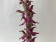 Anacamptis sancta (blühstark)